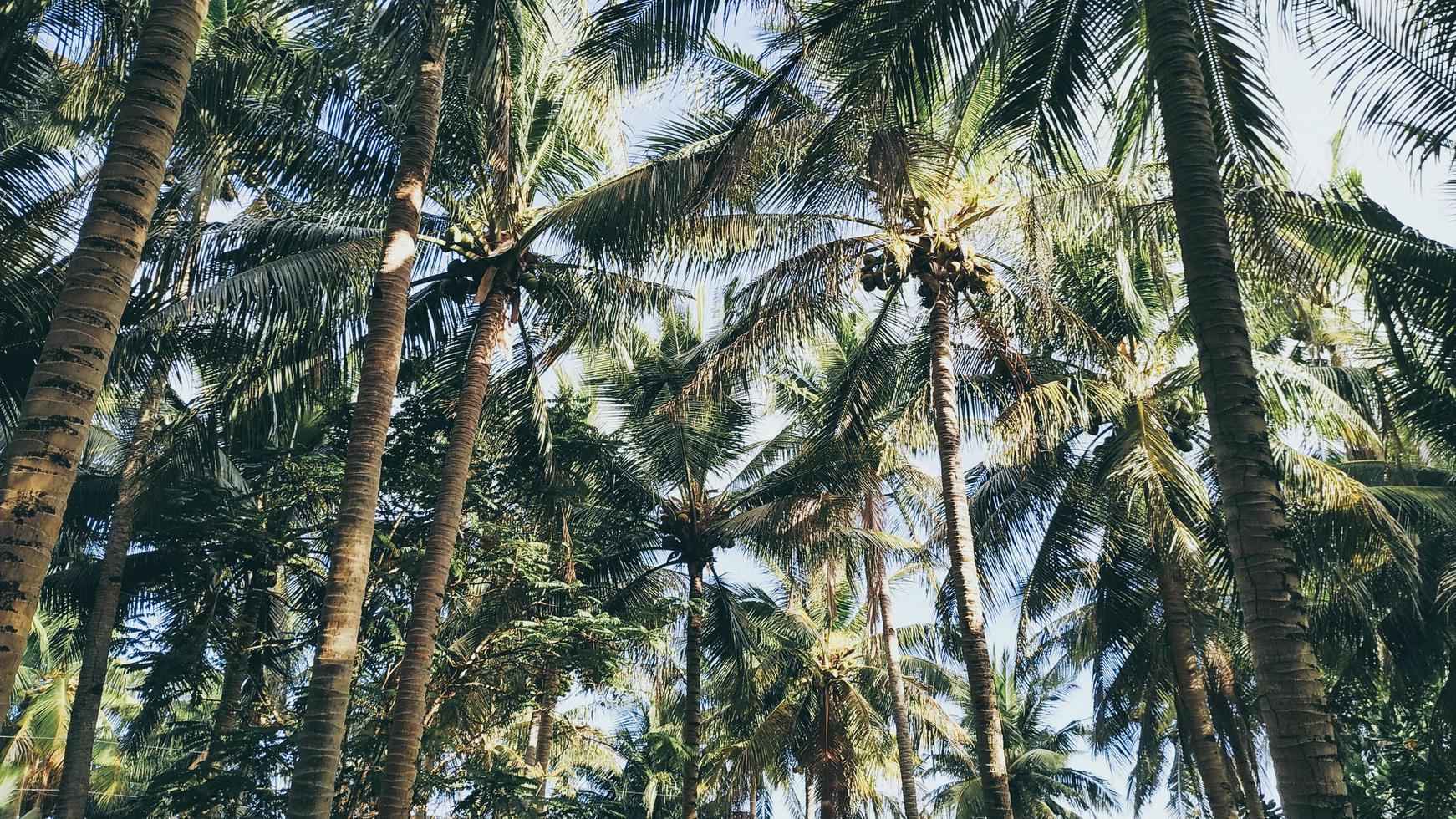 coqueiros em uma ilha, filipinas foto