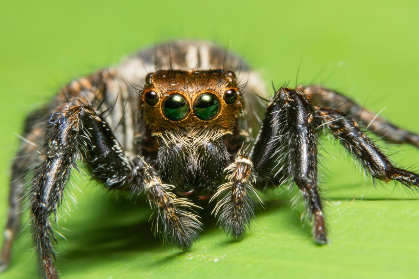 macro aranha cruzando folha verde foto