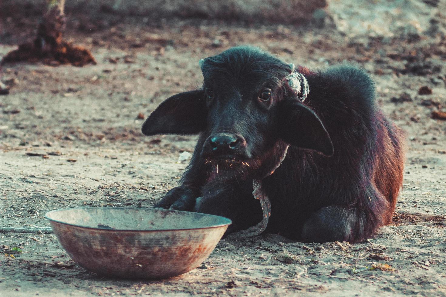 vaca da vila em sindh, paquistão foto