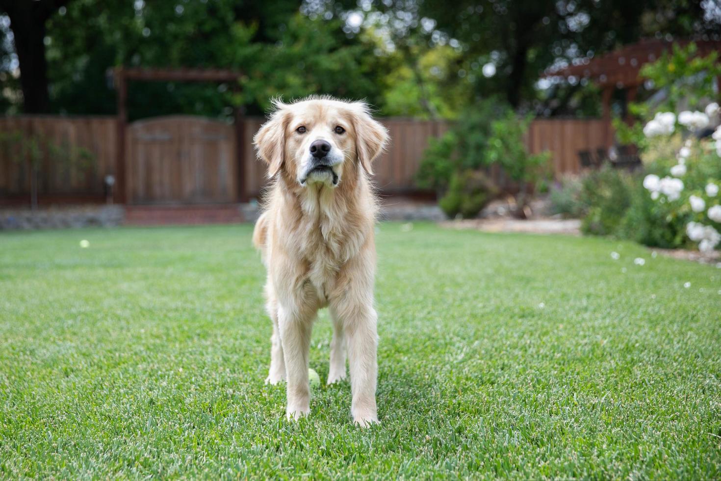 retriever dourado em pé no gramado ao ar livre foto