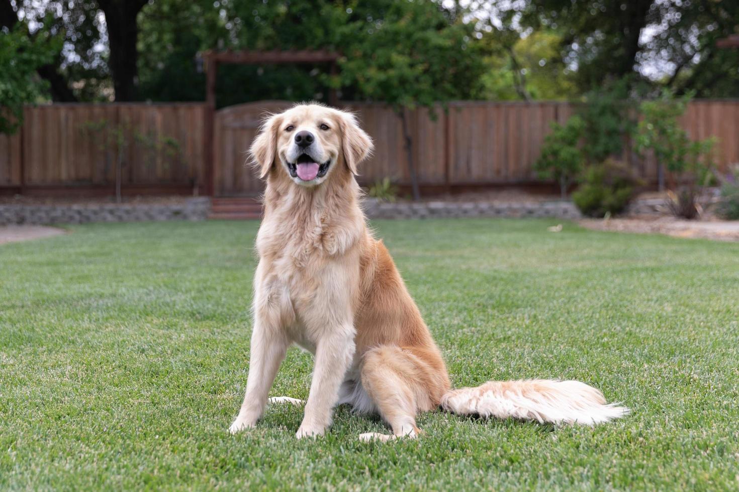 retriever dourado sentado na grama do lado de fora foto