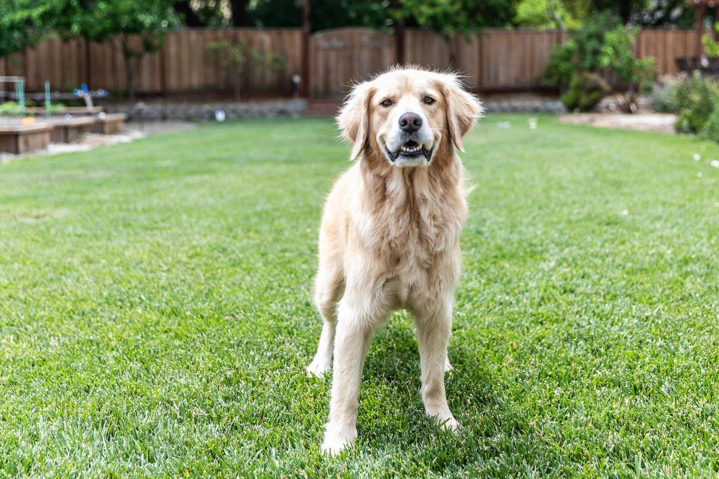 retriever dourado em pé na grama do lado de fora foto