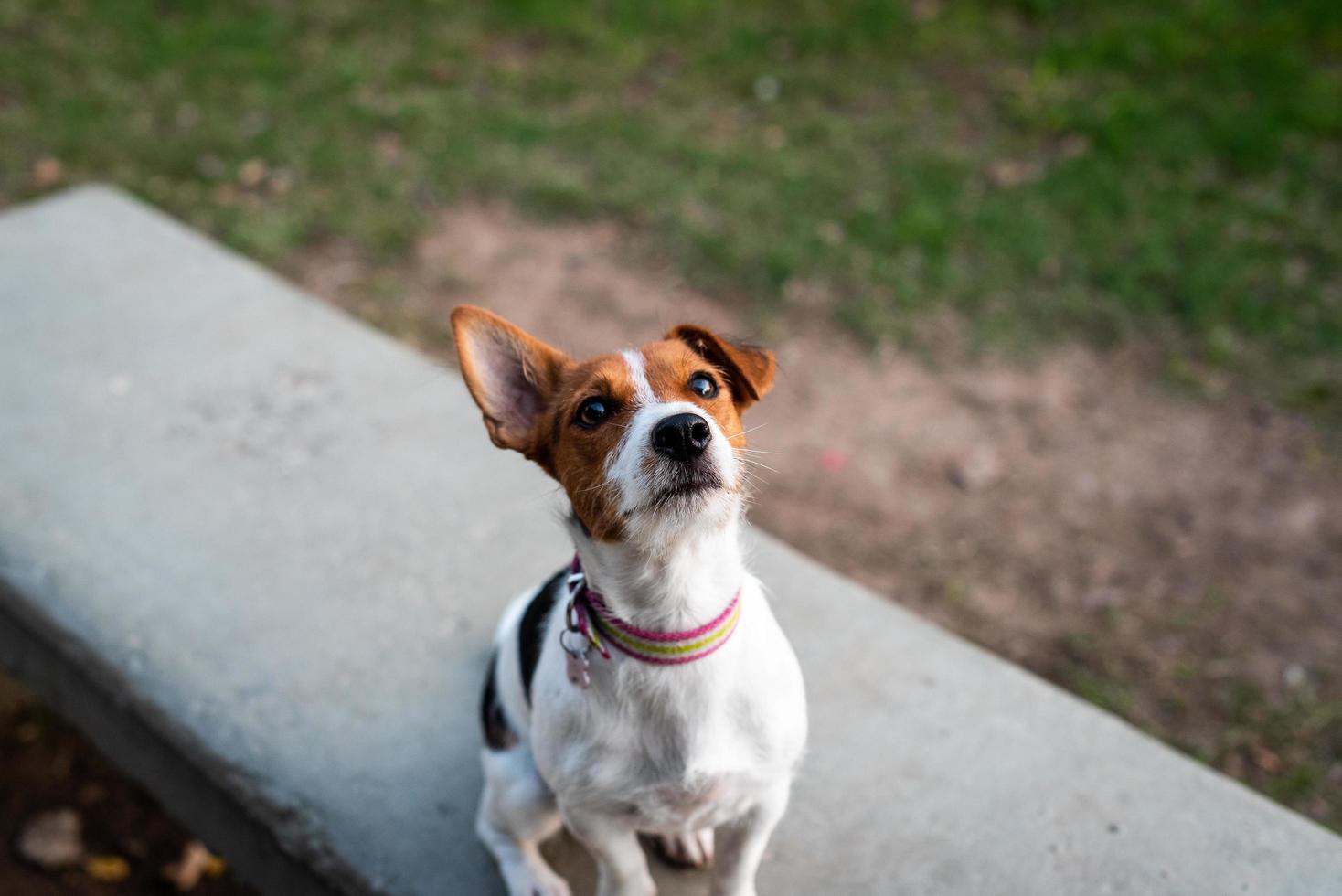 obediente jack russell terrier foto