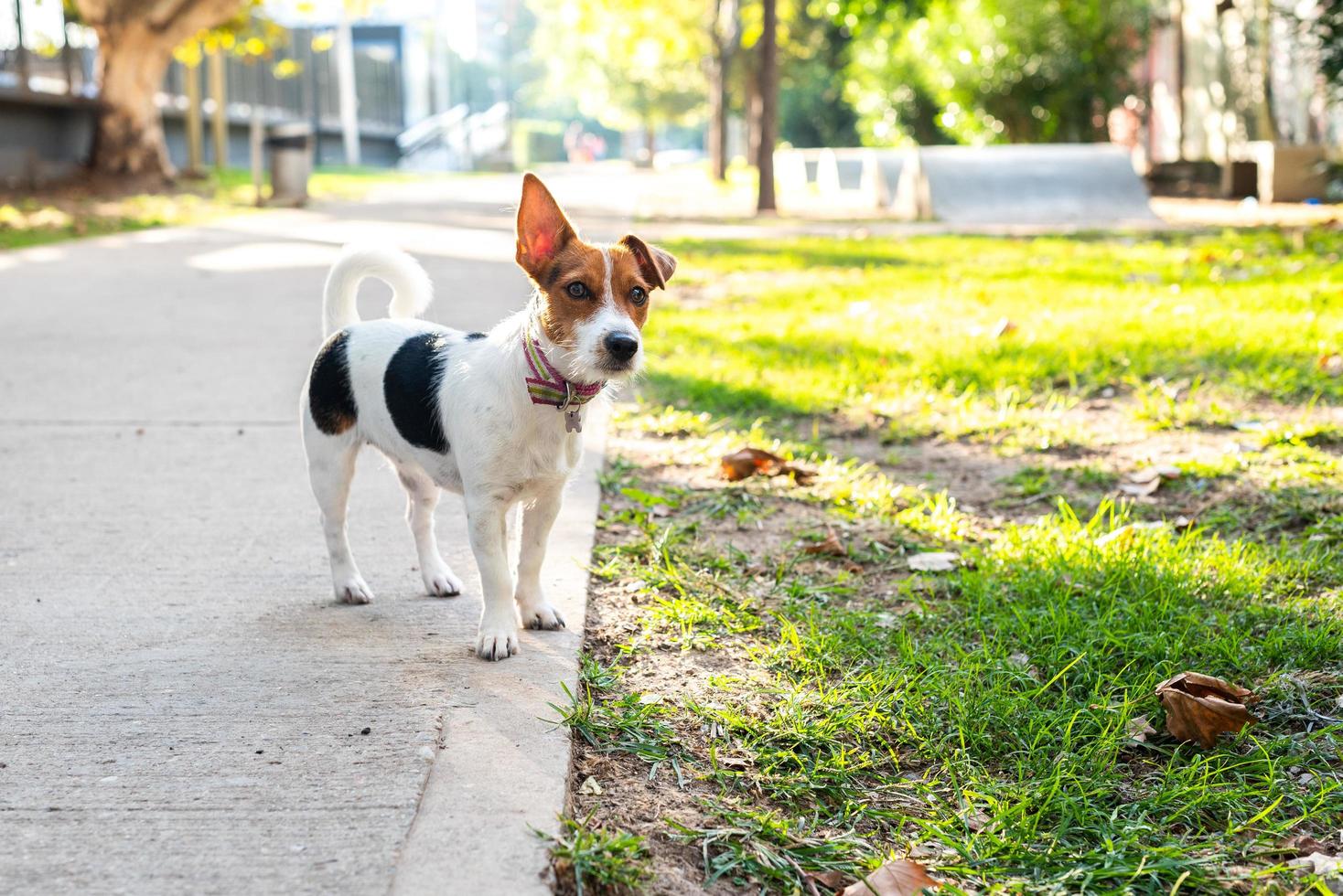 jack russell terrier sem coleira na calçada foto