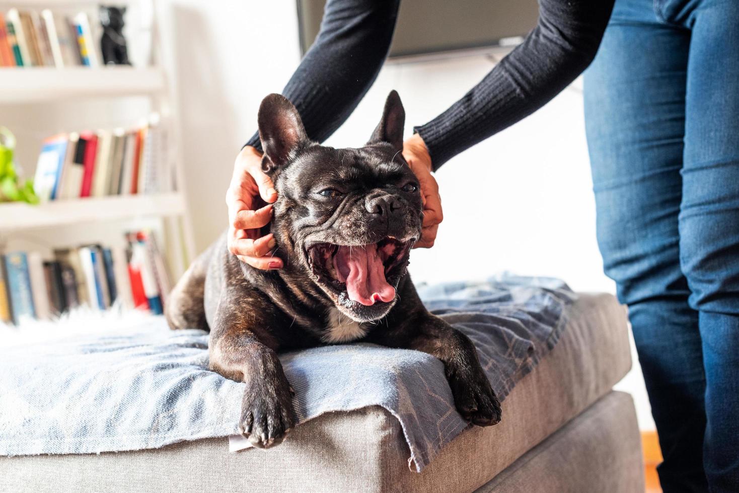 buldogue francês, recebendo um arranhão foto