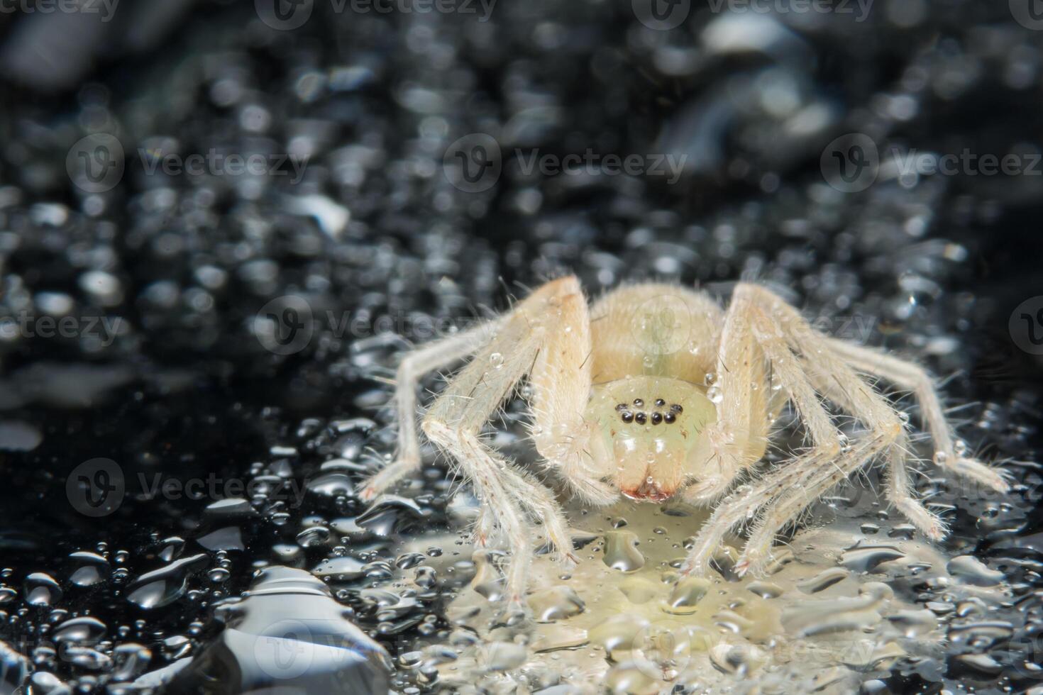 aranha amarela macro foto