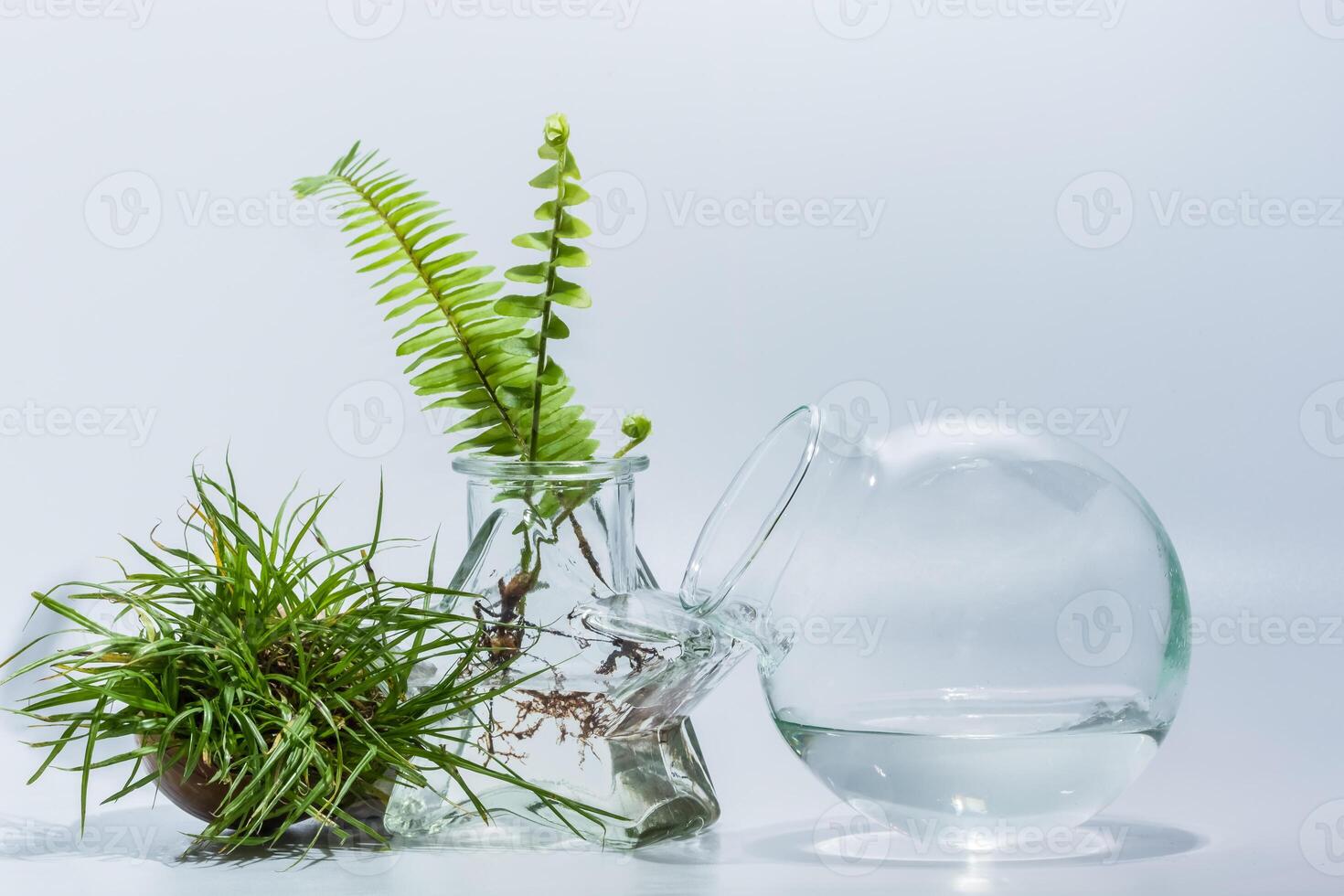 plantas de terrário em fundo branco foto