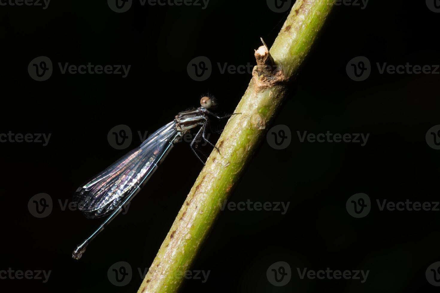 libélula sobe haste da planta foto