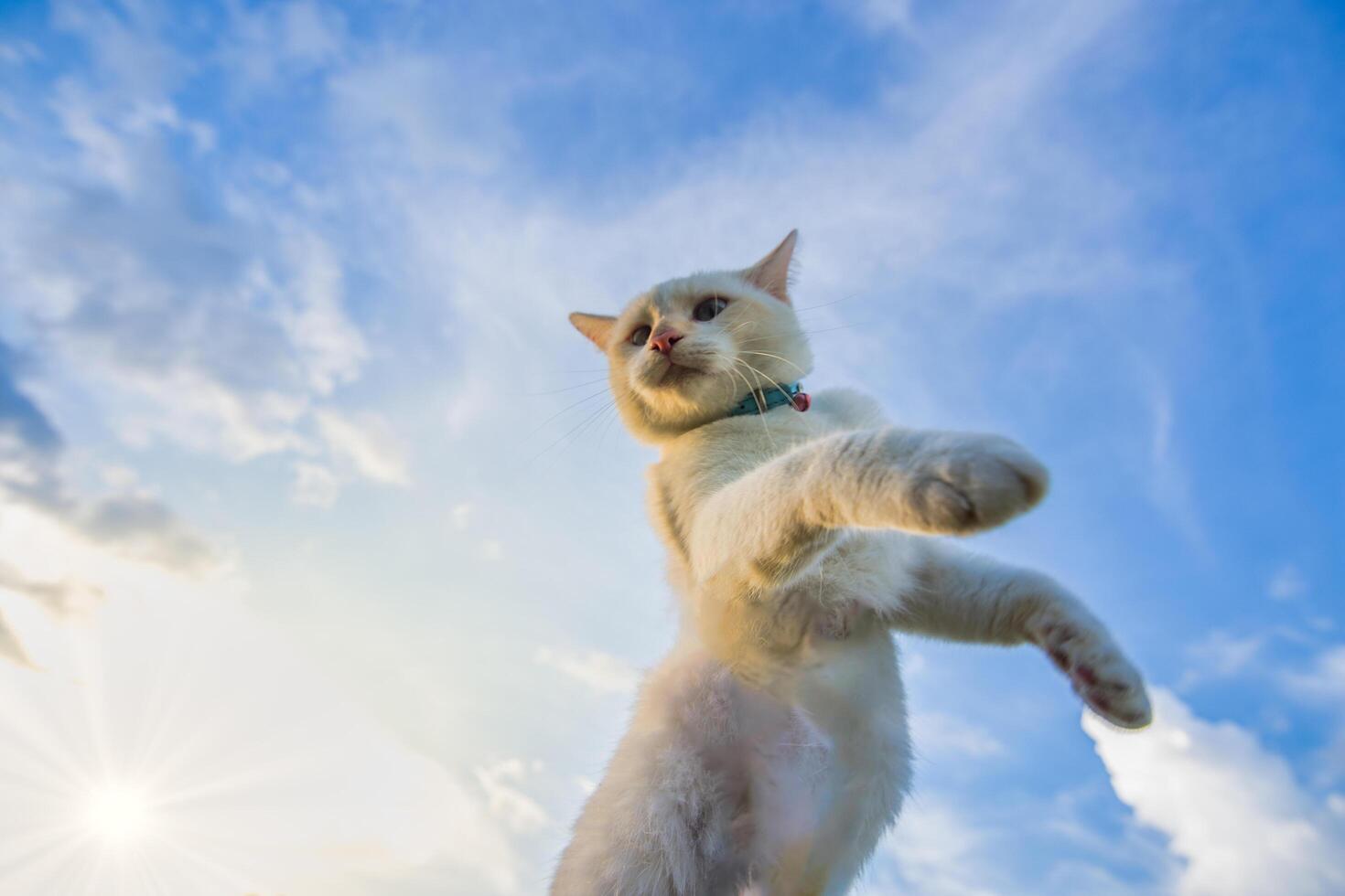 gato branco baleado por baixo foto