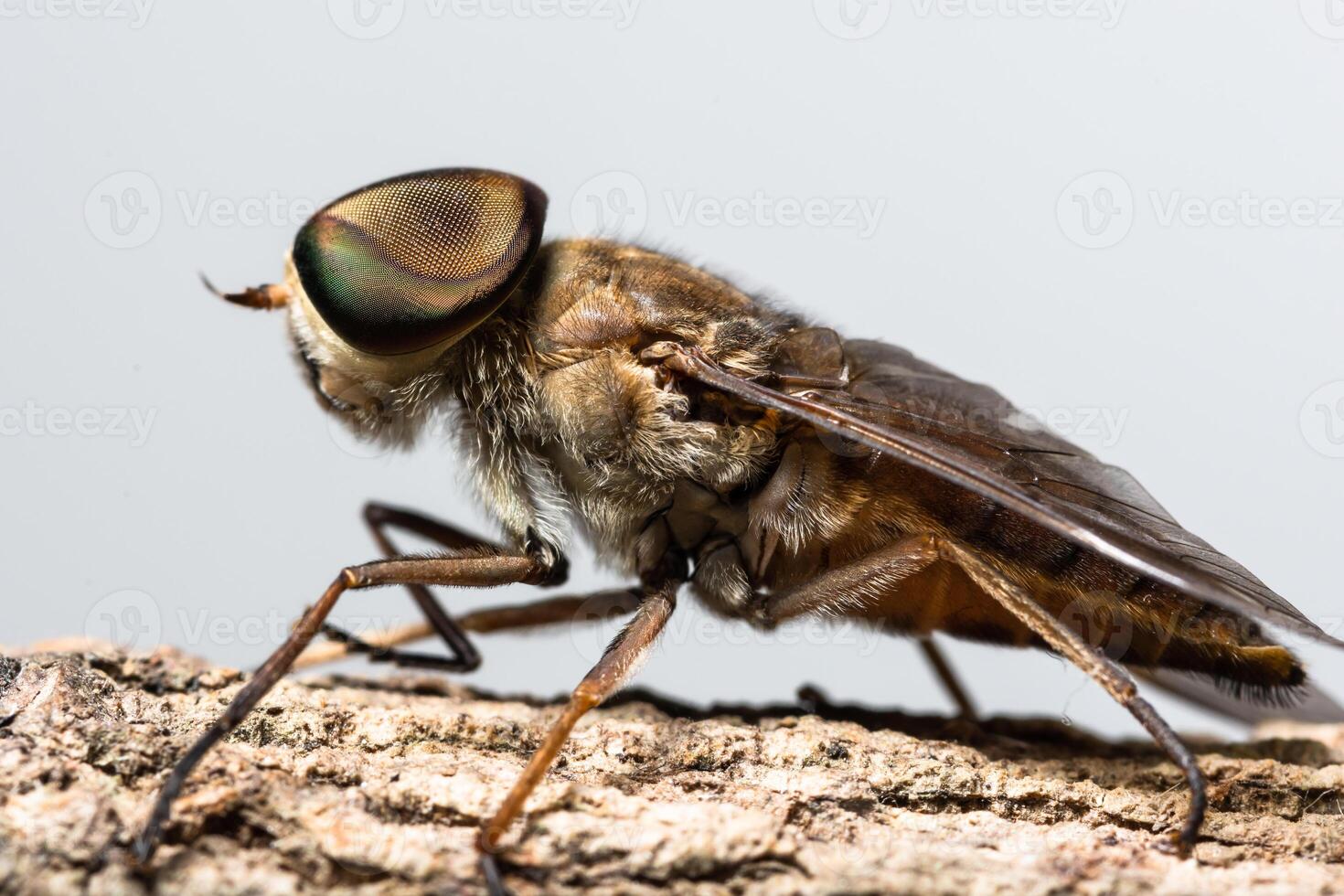 sulcifrons de tabanus macro na árvore foto