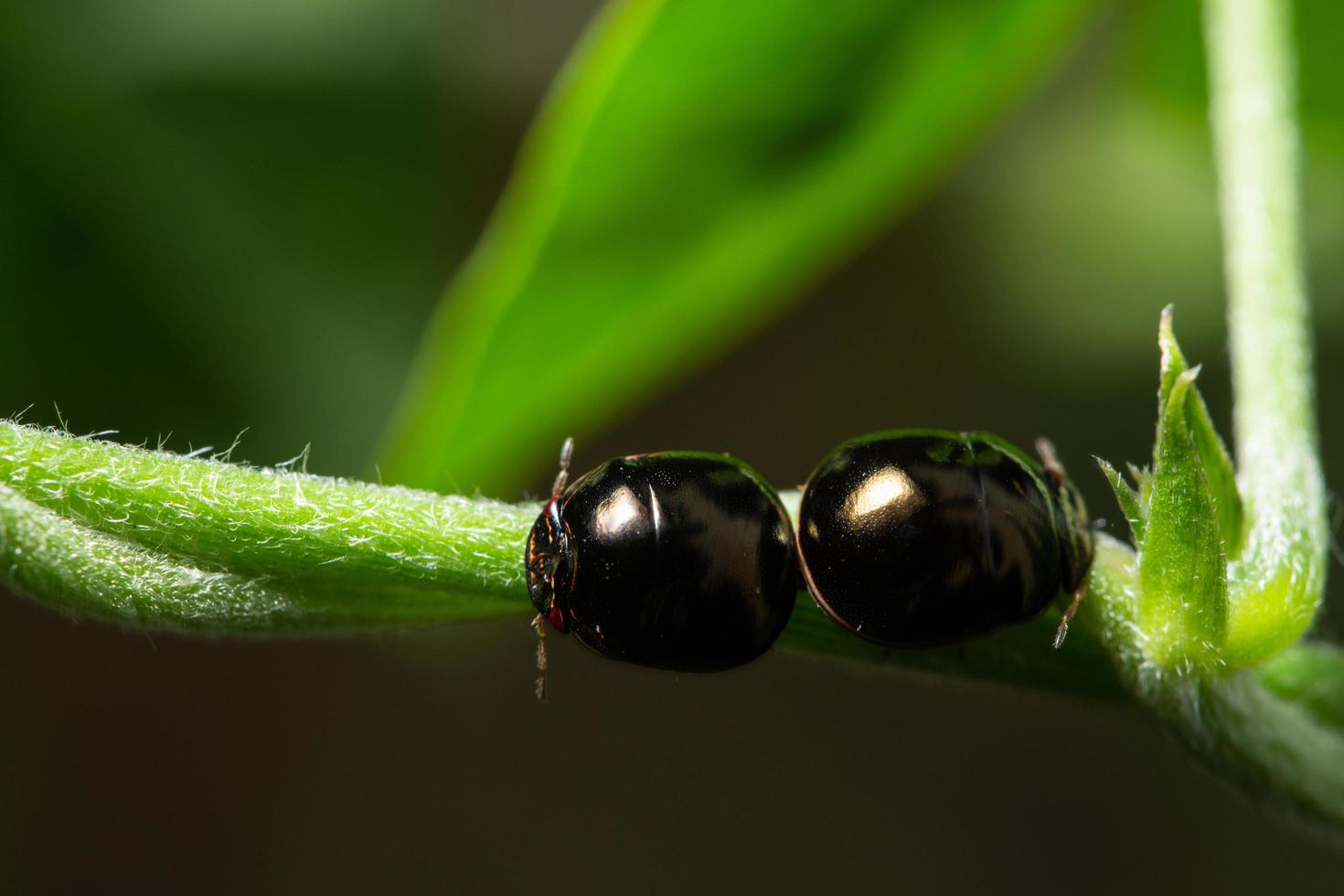 escaravelho preto macro besouros foto