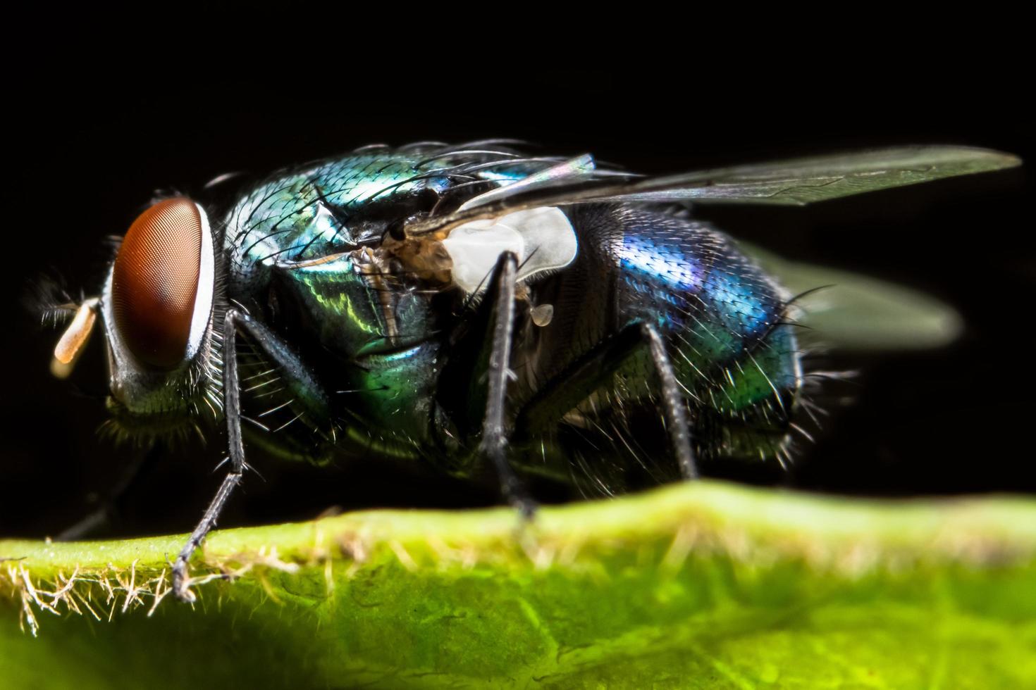 close-up de mosca na folha foto