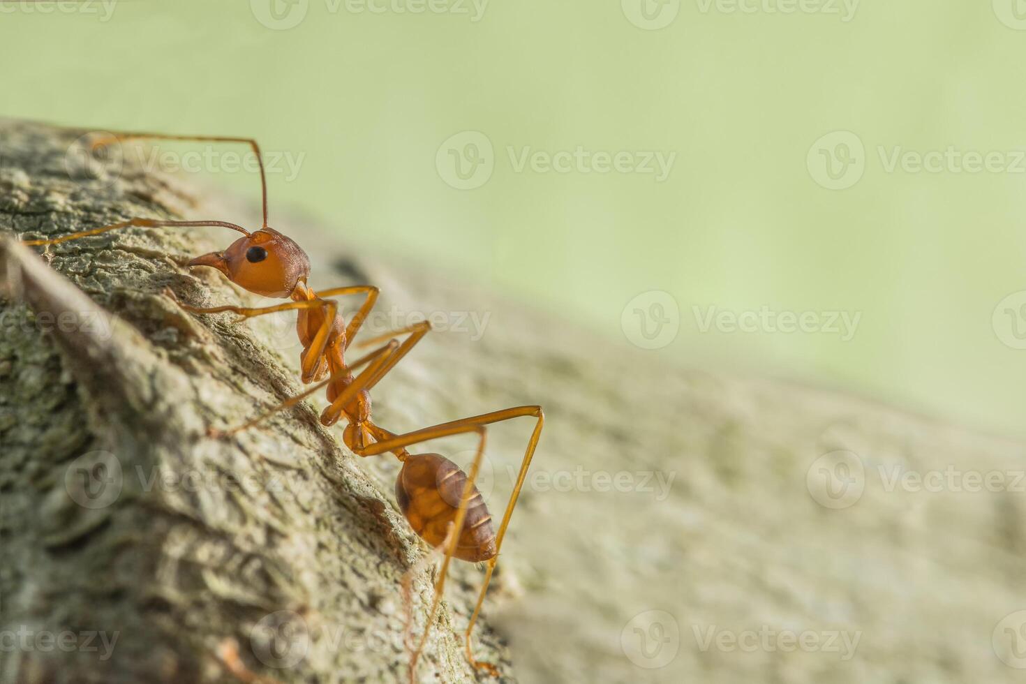 formiga vermelha sobe em árvore foto