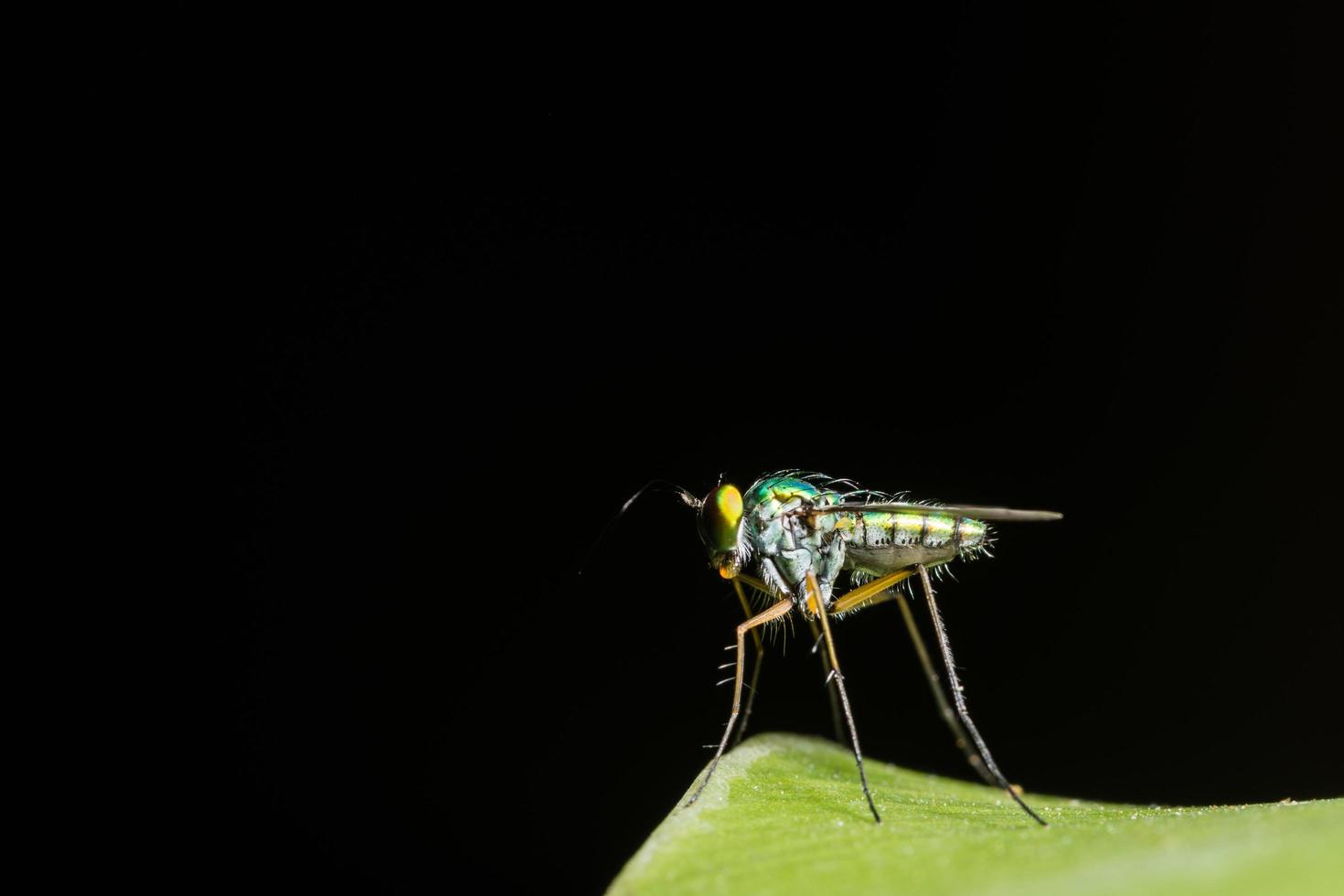 mosca de pernas longas em fundo preto foto