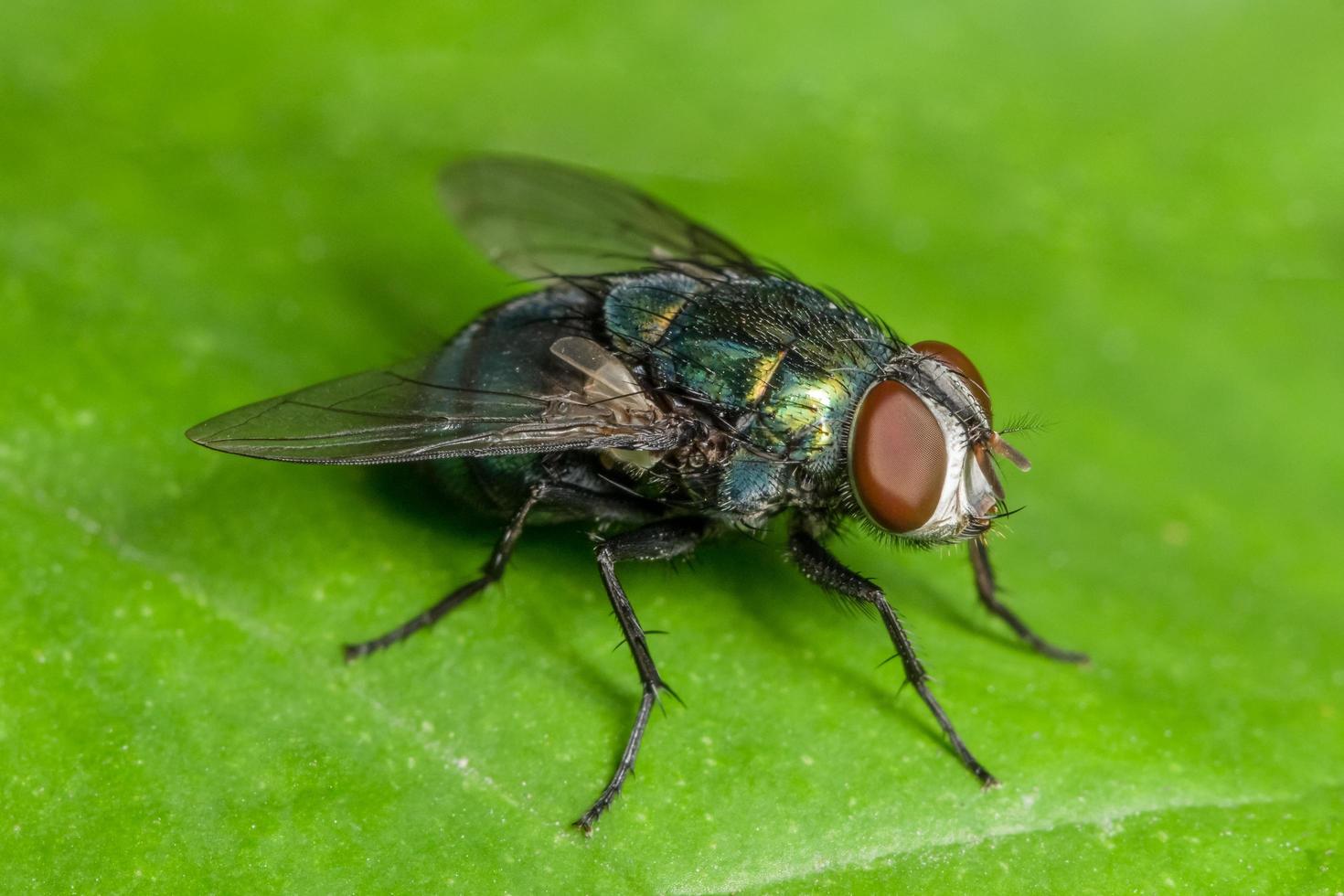 mosca doméstica macro foto