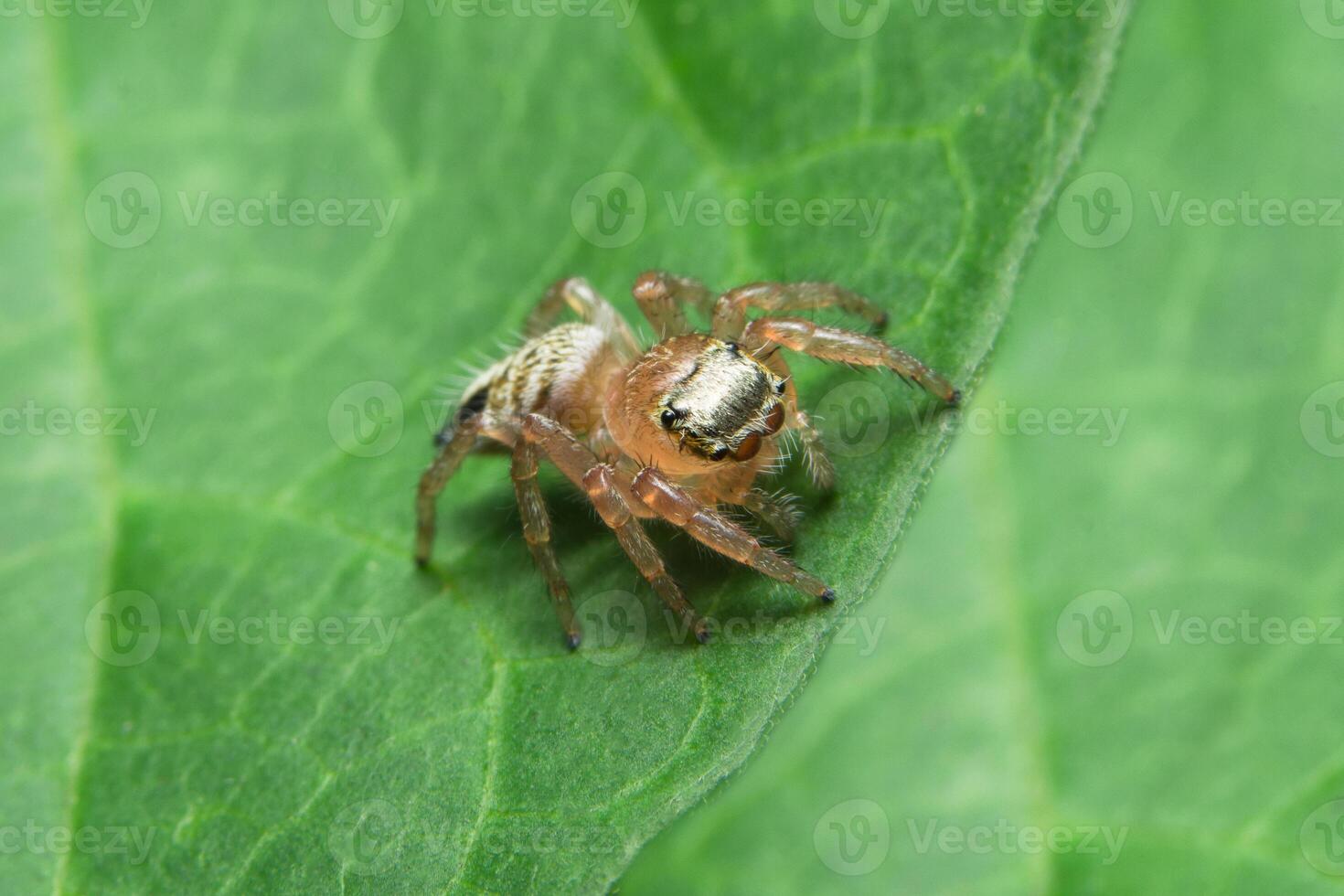 close-up de aranha na folha foto