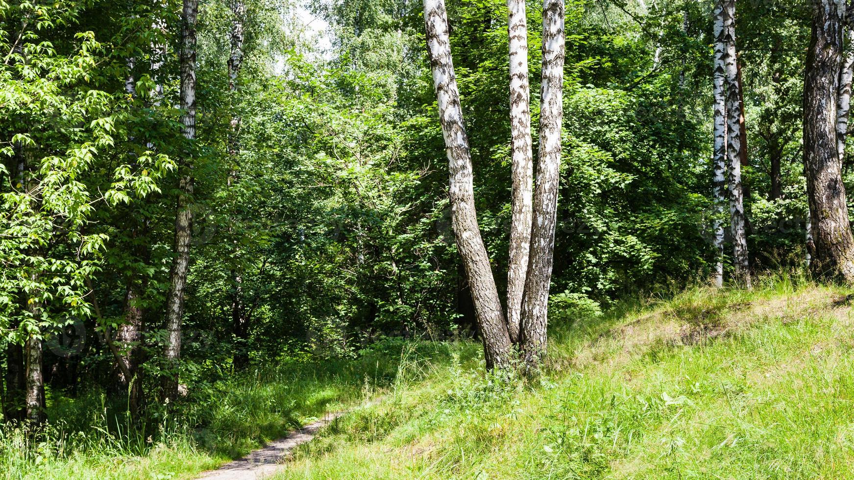 bétulas perto do caminho na floresta no verão foto