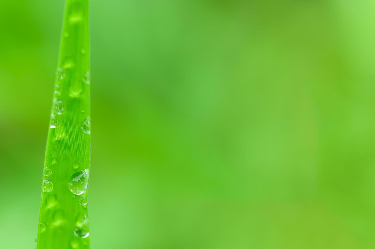 gotas de água macro na folha foto