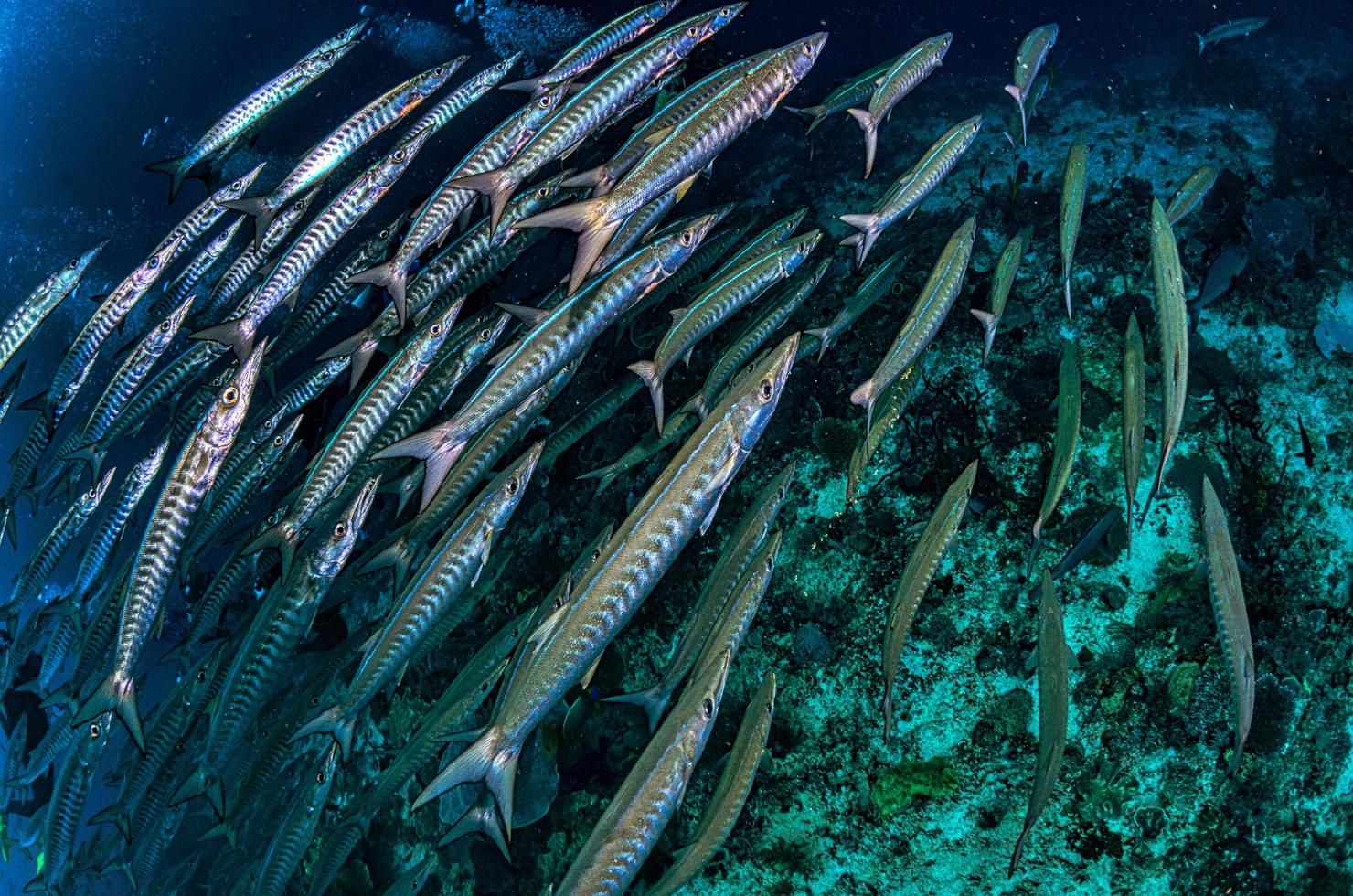 cardume de peixes cinza foto