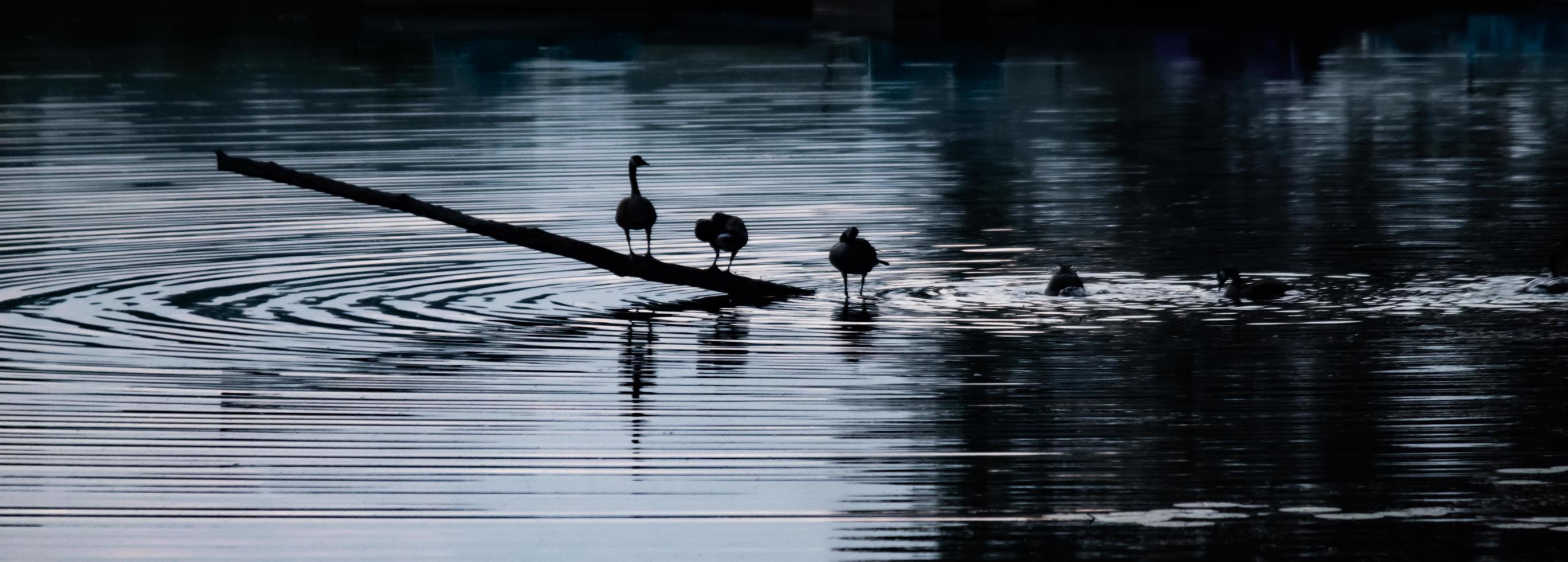 cisnes na água foto