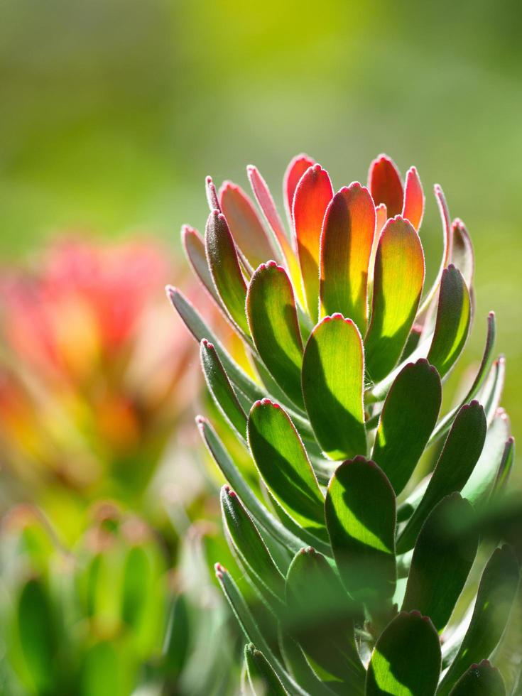 planta verde e vermelha foto