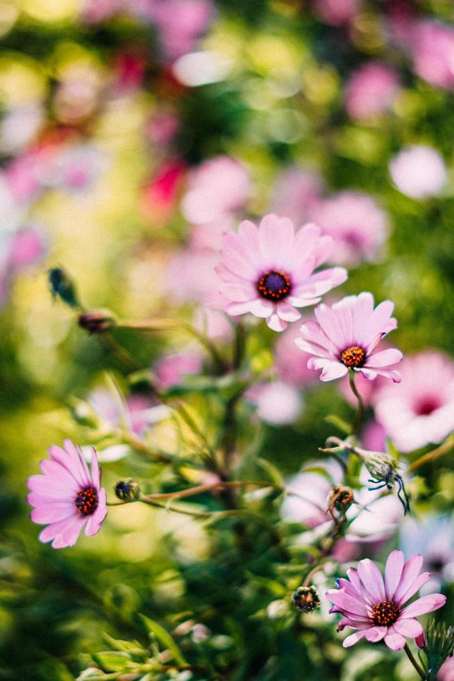 flores cor de rosa no jardim foto