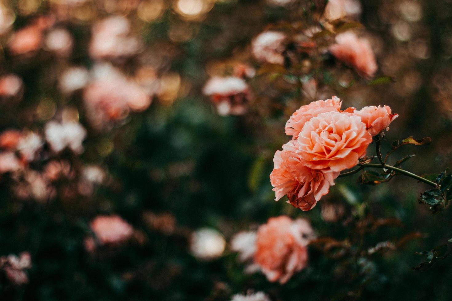 rosa em foco seletivo foto