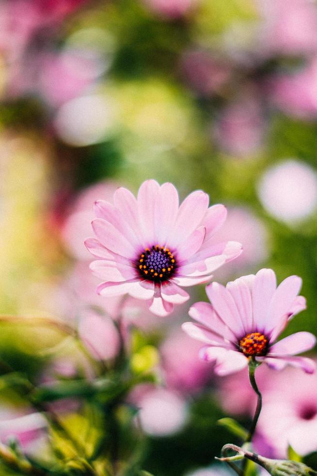 rosa osteospermum flores foto