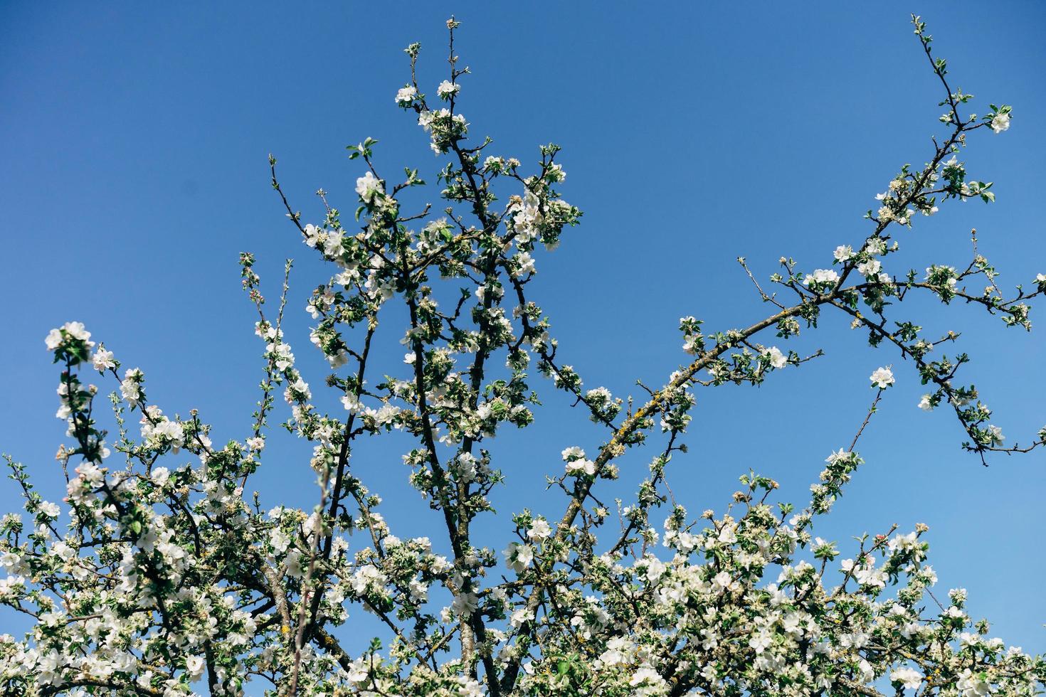 flores de maçã e céu azul claro foto
