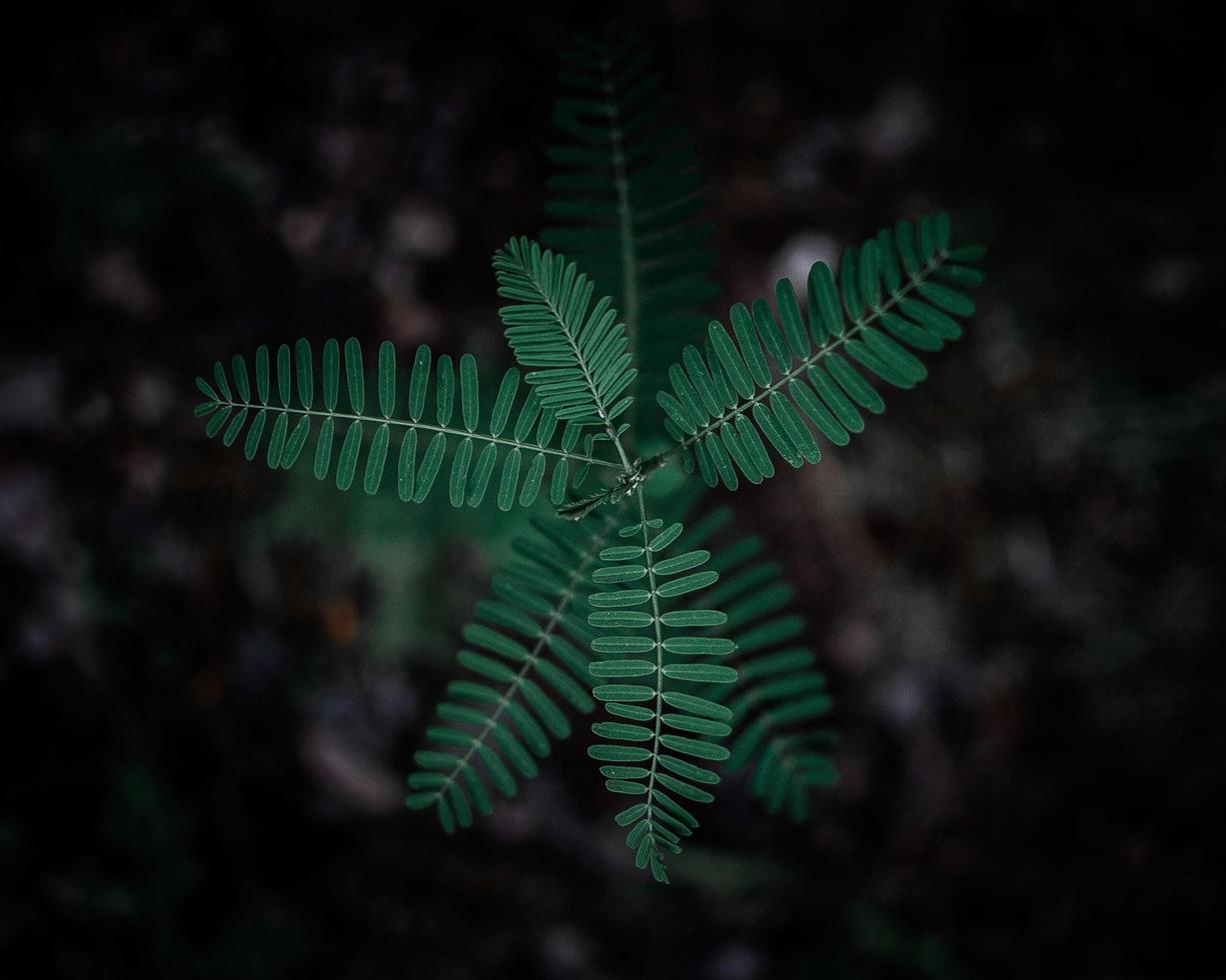 folhas de samambaia em fundo escuro foto