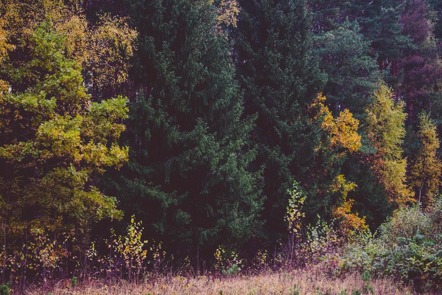 árvores coloridas e campo sem céu foto