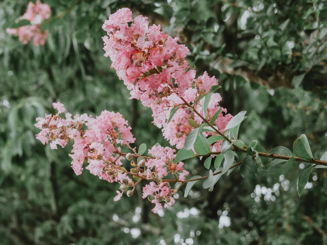 flores cor de rosa e brancas foto