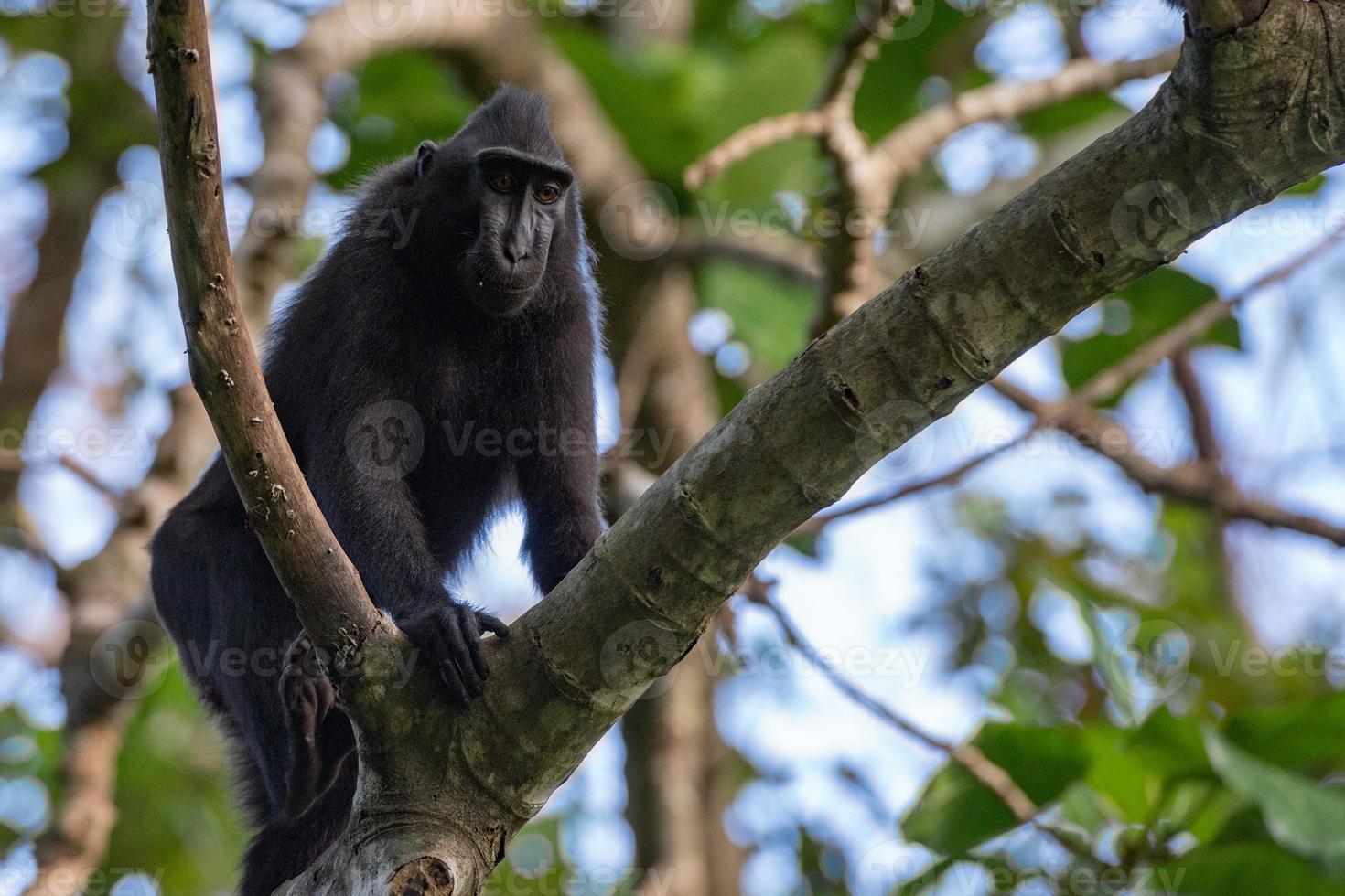 macaco preto com crista na floresta foto