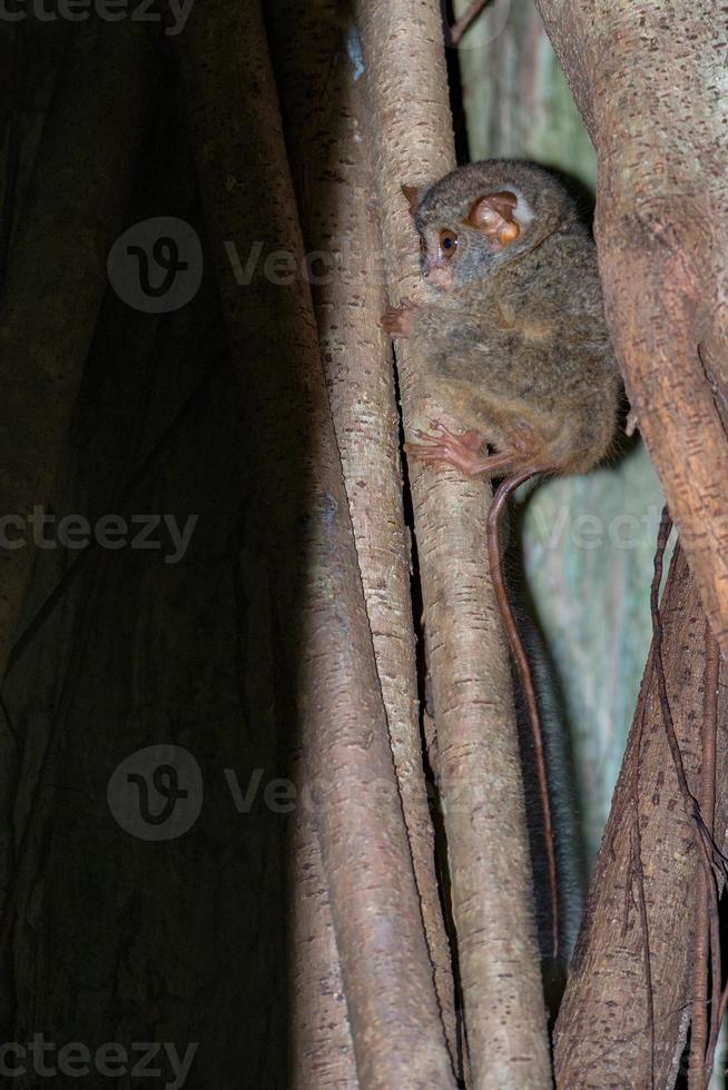retrato noturno de macaco indonésio tarsius foto