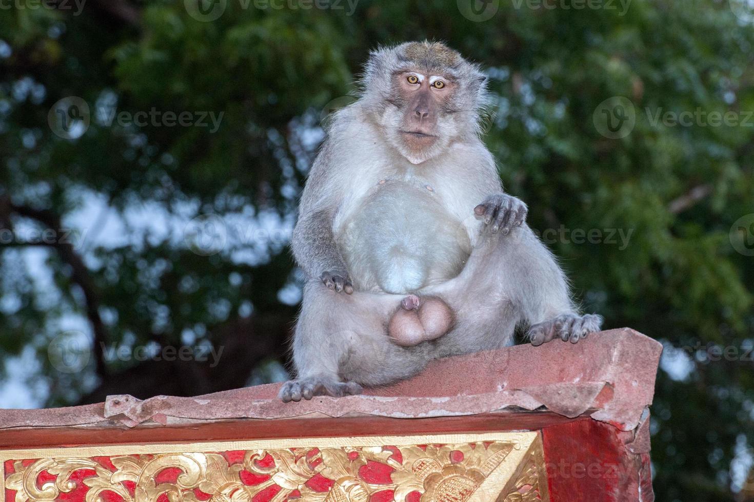 macaco macque dentro do templo induista de bali foto