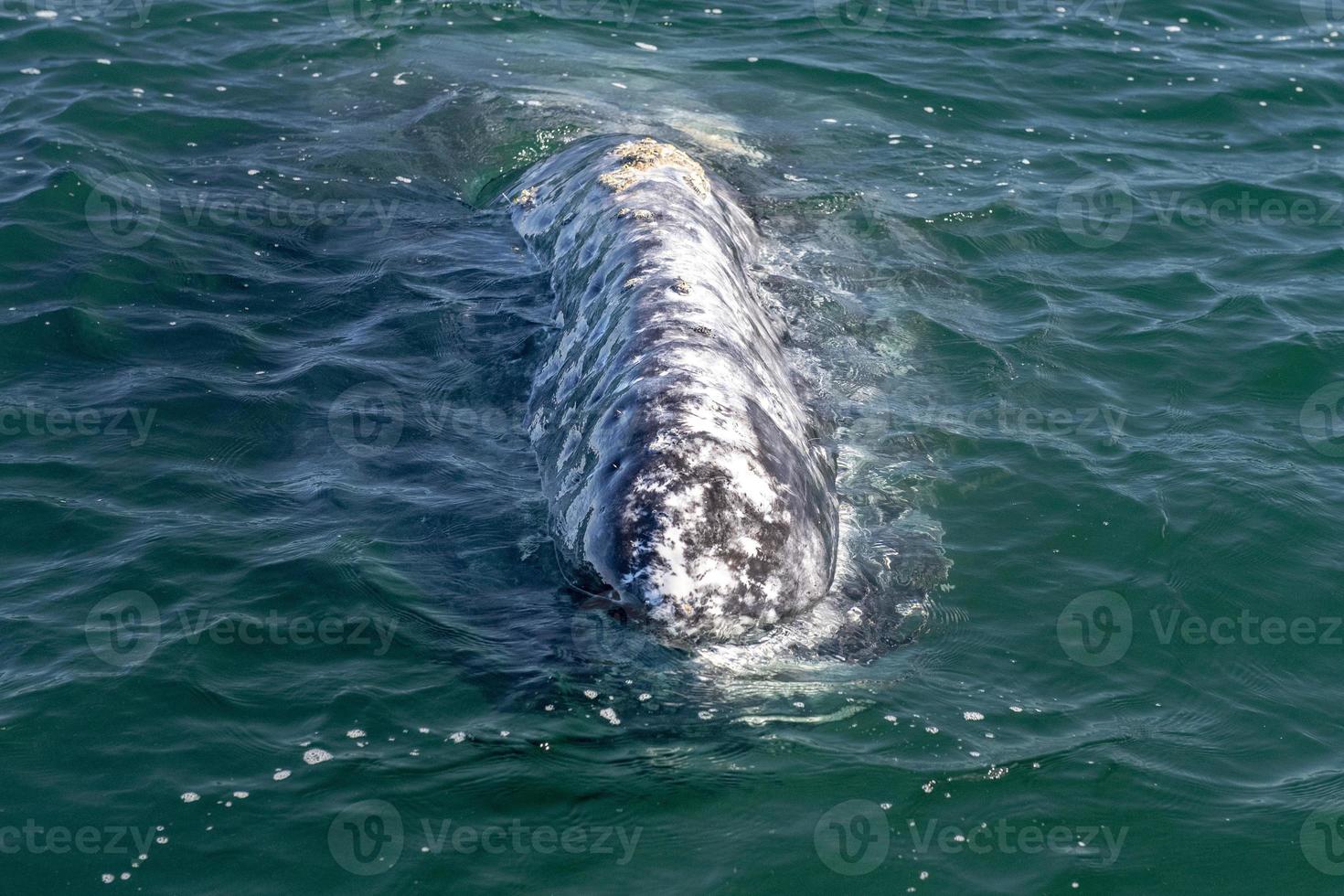nariz de baleia cinzenta bebê ao pôr do sol no oceano pacífico foto