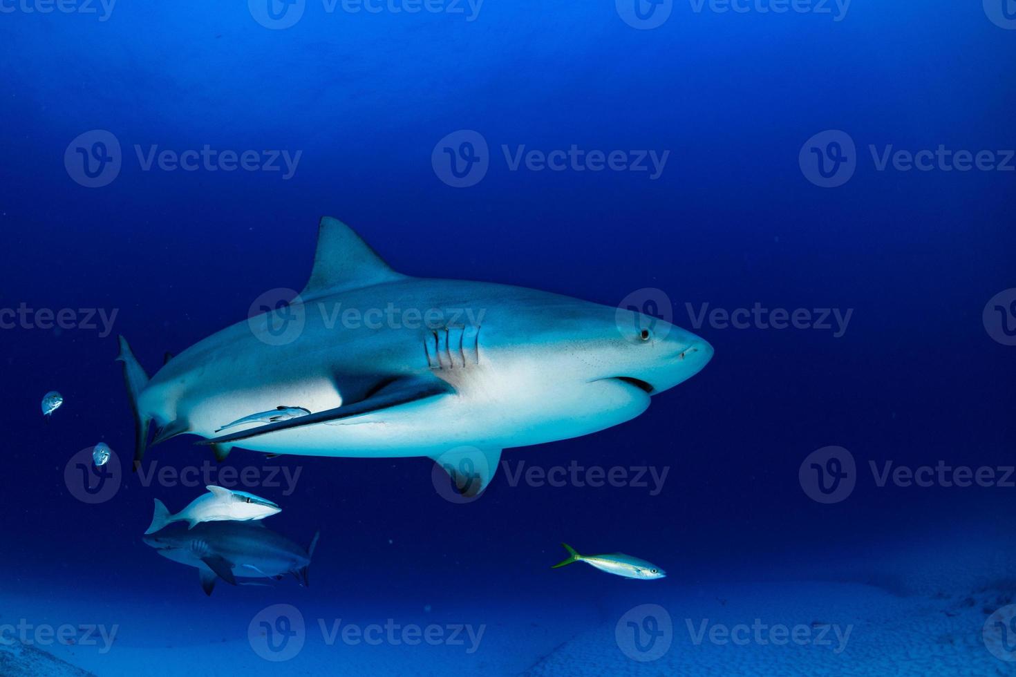 tubarão touro no fundo do oceano azul foto
