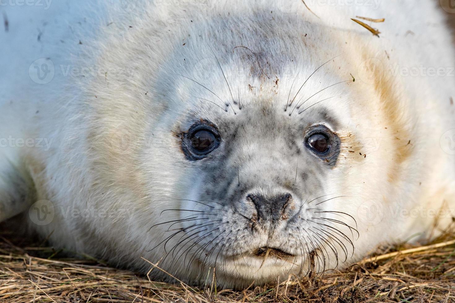 filhote de foca cinza enquanto relaxa na praia na grã-bretanha foto