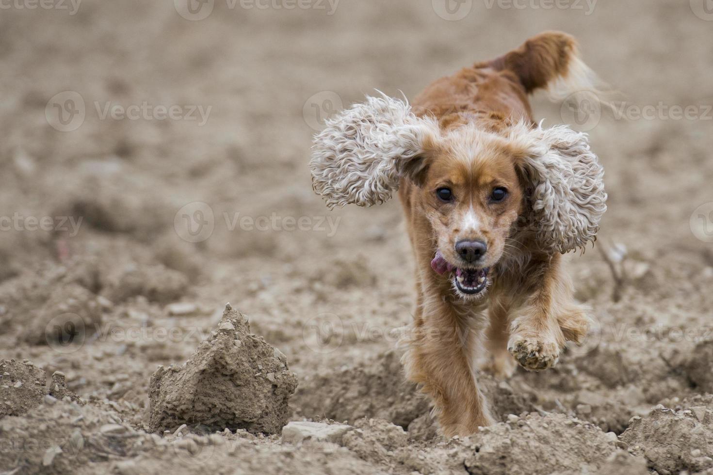 cachorrinho cocker spaniel foto