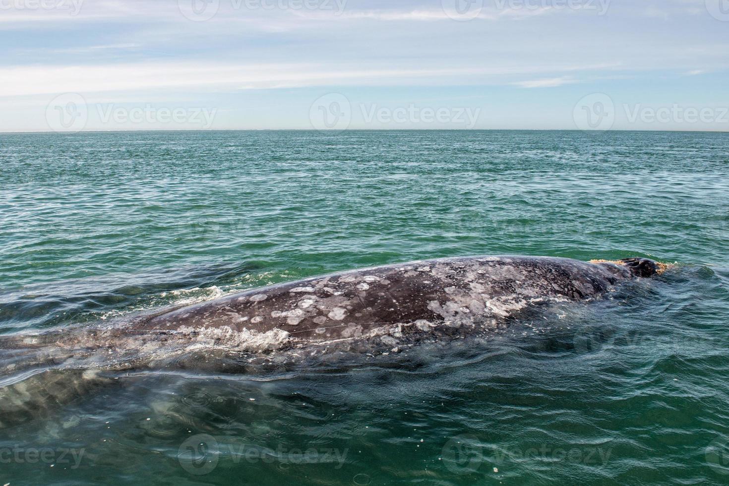 baleia cinzenta enquanto sopra para respirar foto