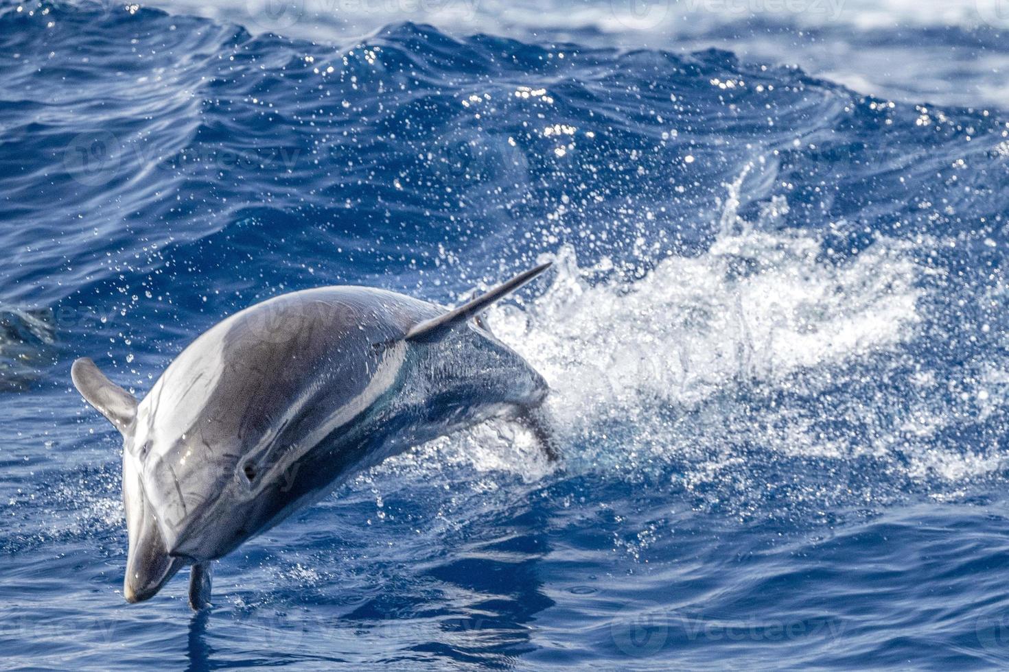 golfinho listrado enquanto pula no mar azul profundo foto