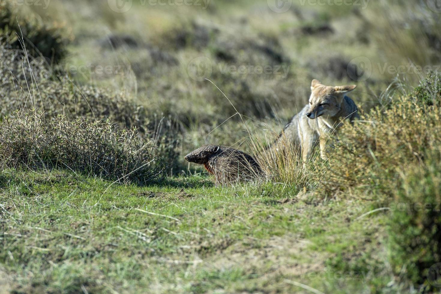 caça à raposa cinzenta na grama américa do sul tatu foto