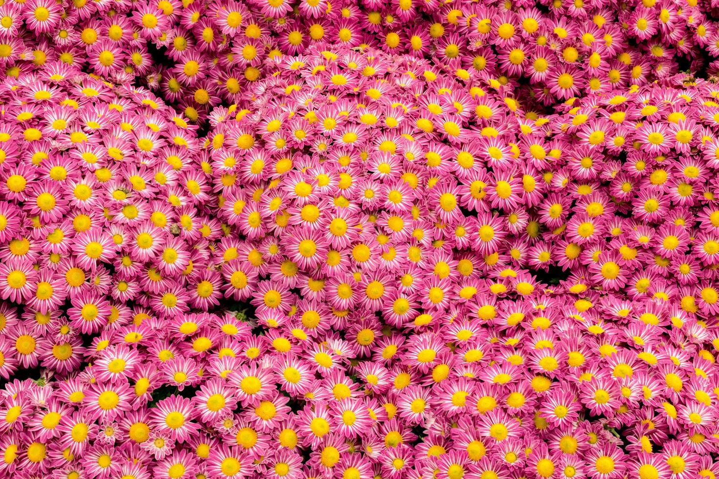 cachos de flores cor de rosa foto