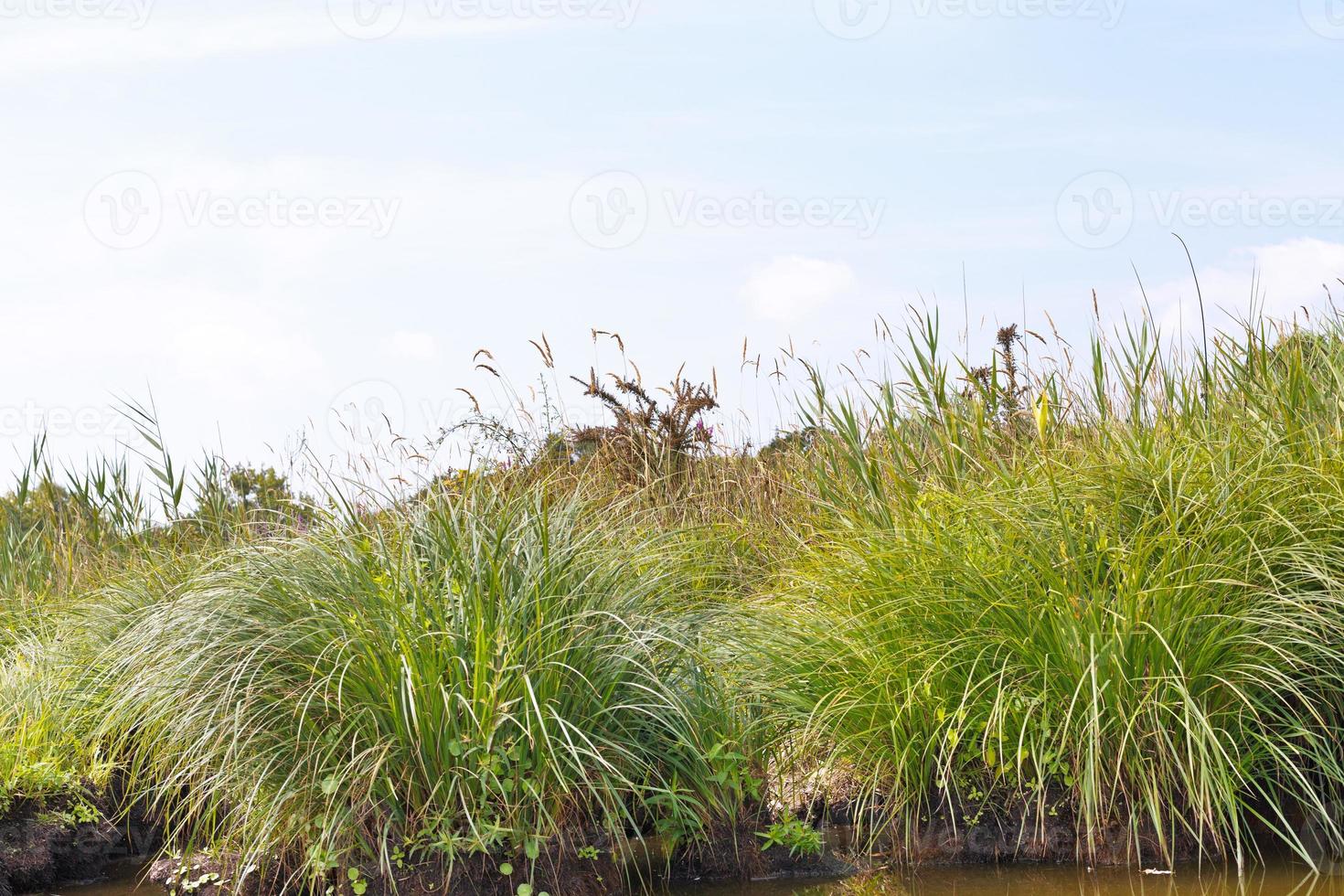 carex verde no pântano de briere, frança foto