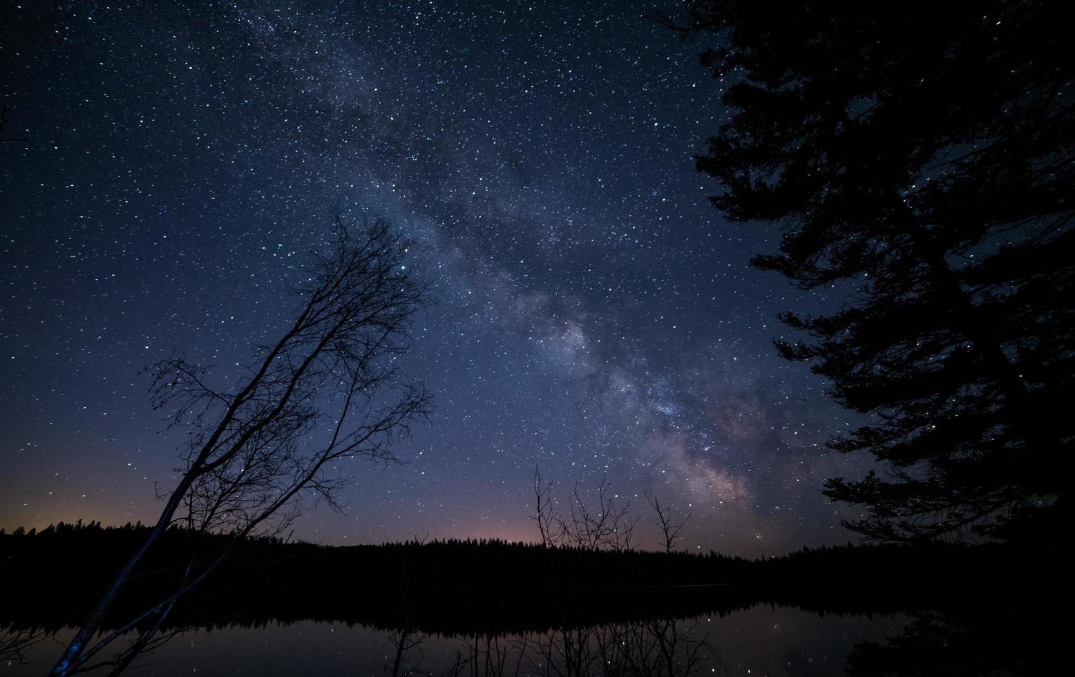 árvores sob o céu estrelado foto