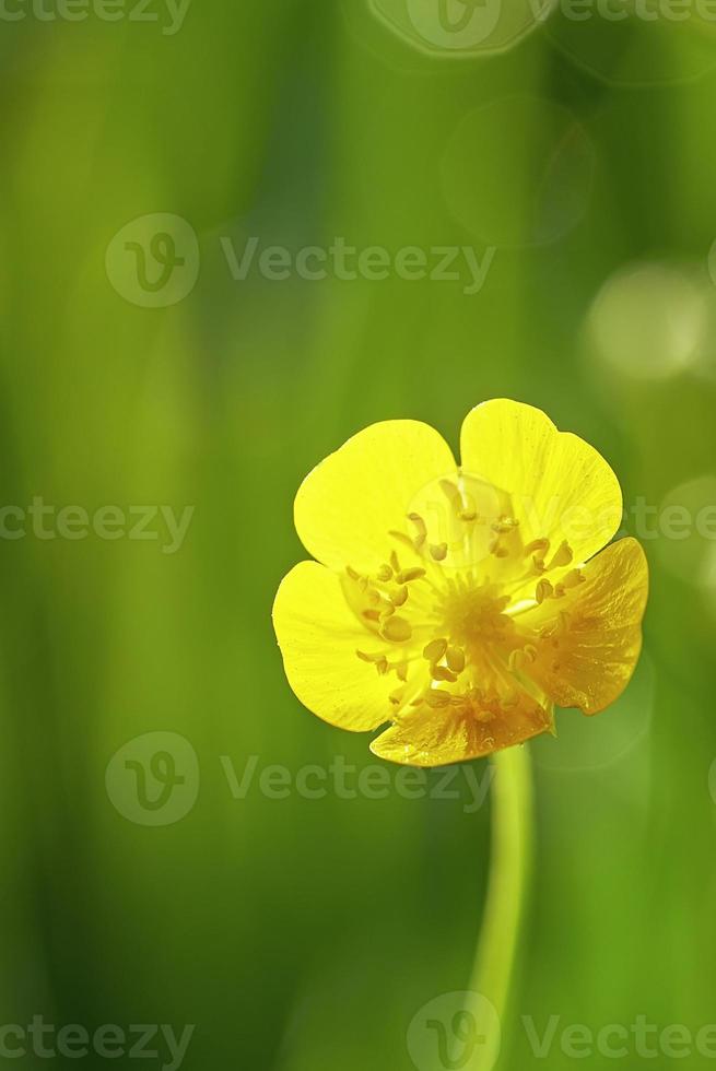 flor de botão amarelo foto
