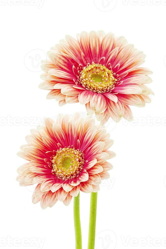 lindas flores de gerbera foto