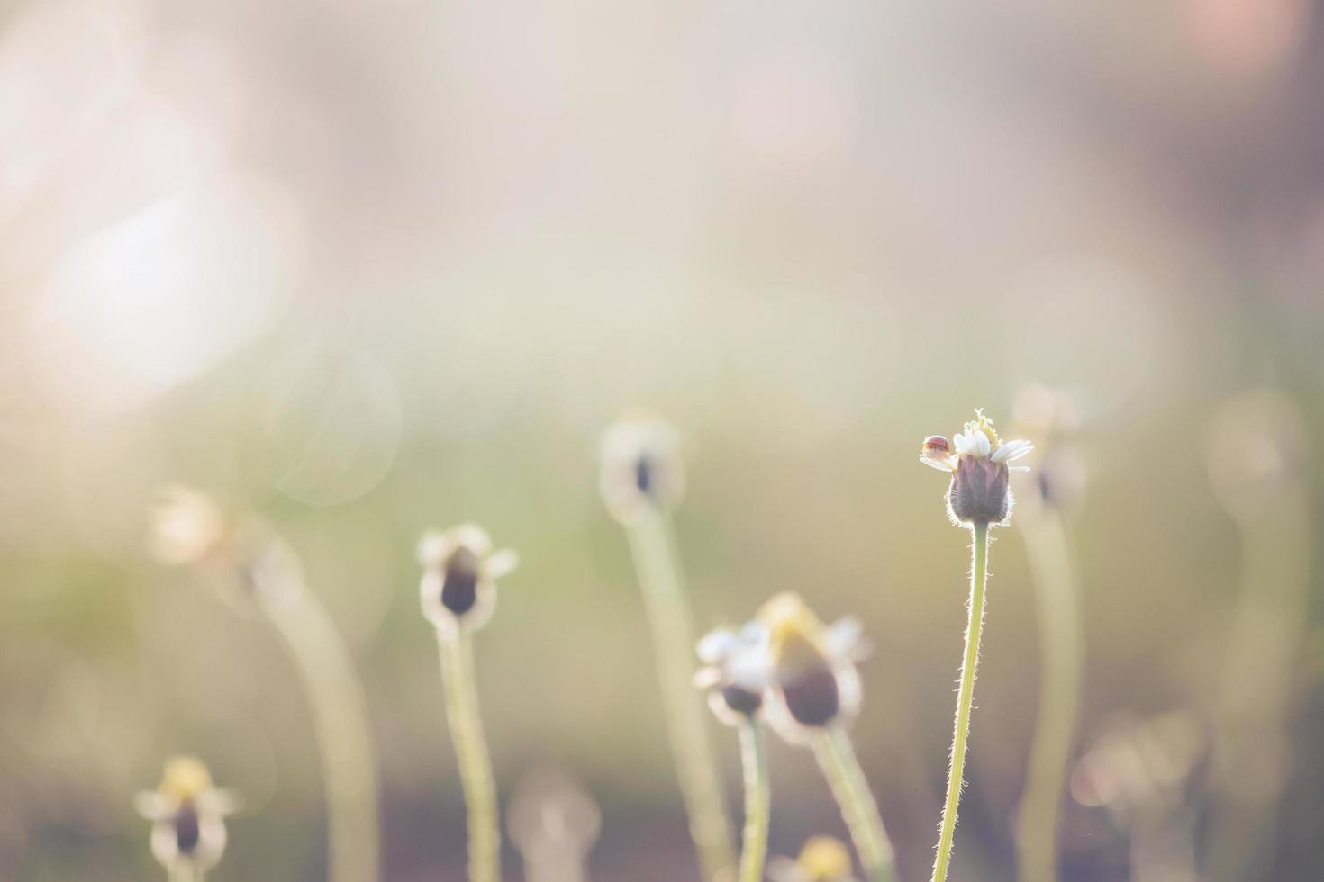 uma foto macro de uma pequena joaninha no topo de uma flor