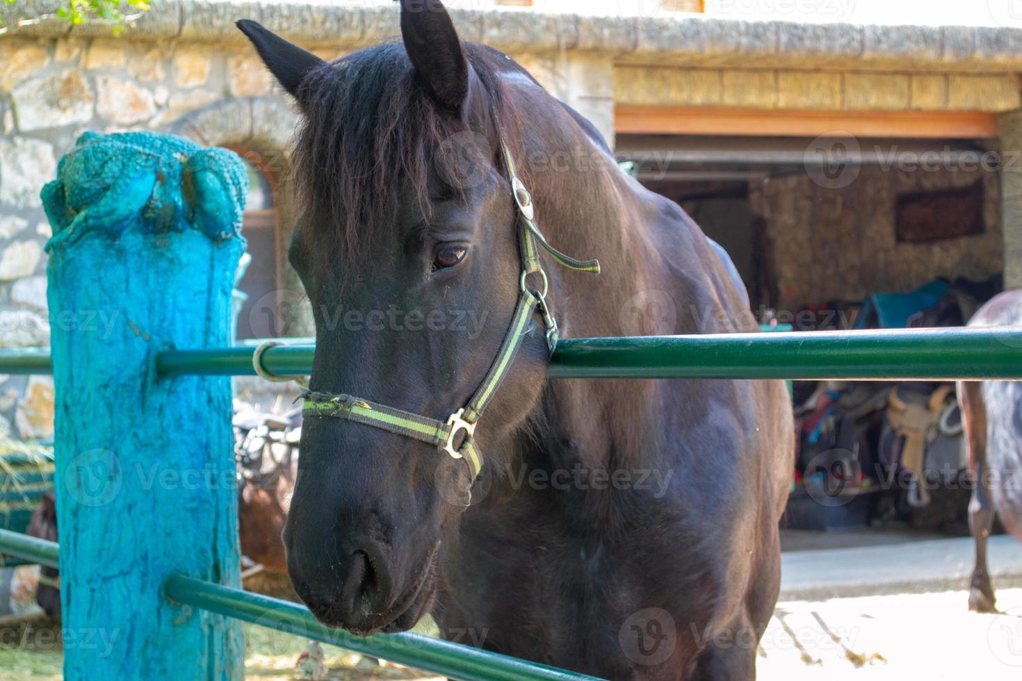 Face do cavalo imagem de stock. Imagem de fazenda, animal - 7335957