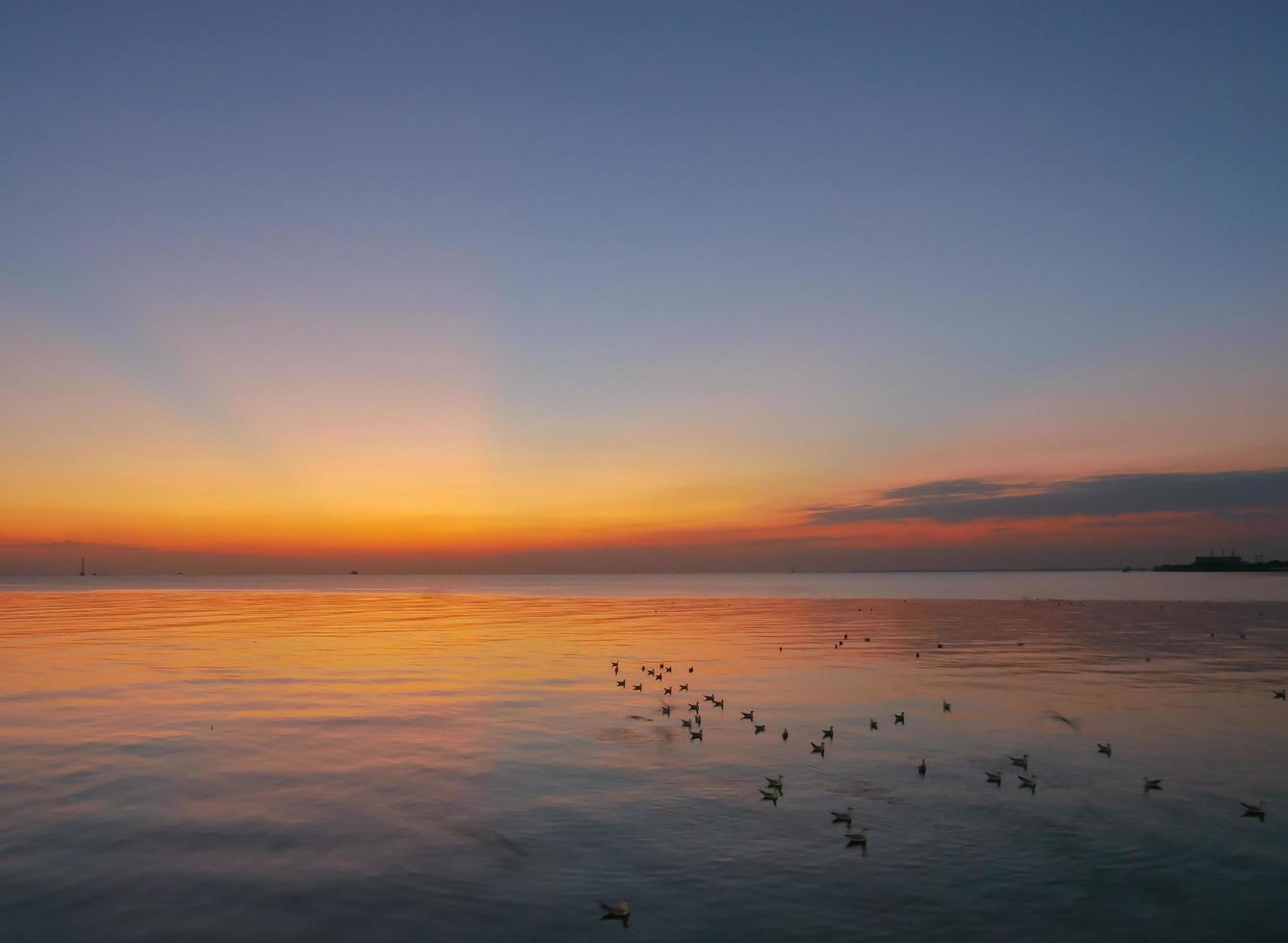 gaivotas vadear no oceano durante o pôr do sol foto